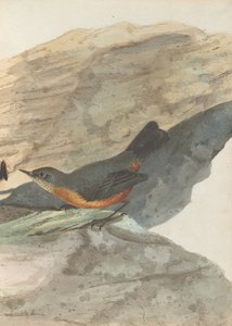 Rotszanger. Lewin, John. Vogels van New South Wales met hun natuurlijke geschiedenis. Sydney- G. Howe, 1813 door John William Lewin